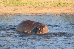 03-Hippo with baby hippo